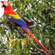 A scarlet macaw